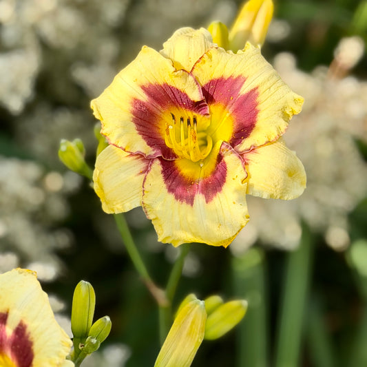 Hemerocallis 'El Desperado' (Daylily)