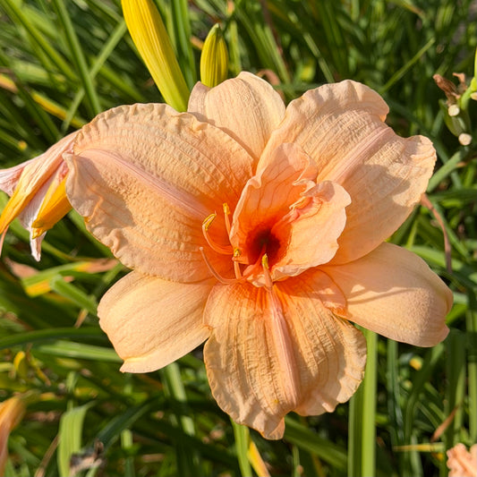 Hemerocallis 'Double Dream' (Daylily)