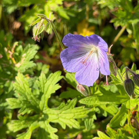 Geranium x 'Johnson's Blue'