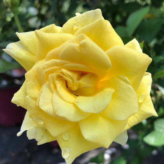 Rosa 'Yellow Submarine' (Rose)
