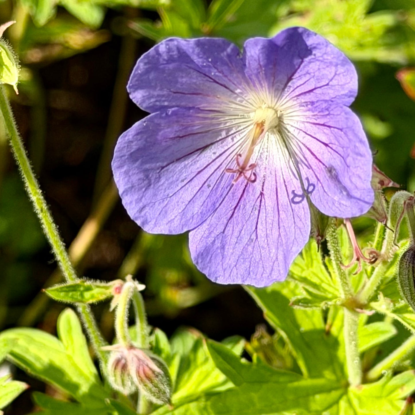 Geranium x 'Johnson's Blue'