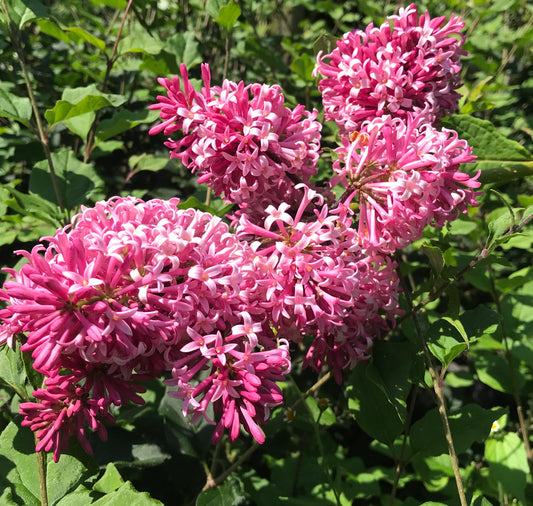 Syringa prestoniae 'Miss Canada' - Prestonian Lilac