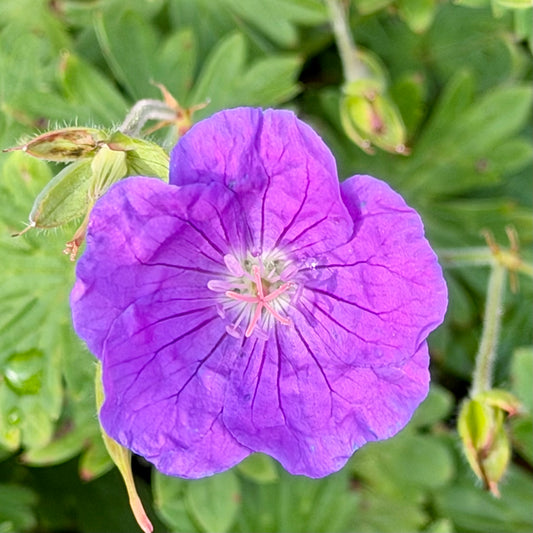 Geranium ‘Purple Glow’