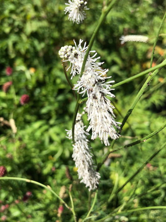 Sanguisorba tenuifolia alba