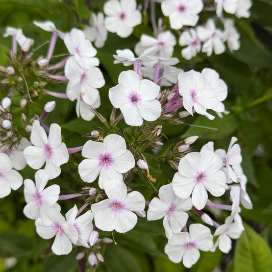 Phlox paniculata 'Delta Snow'