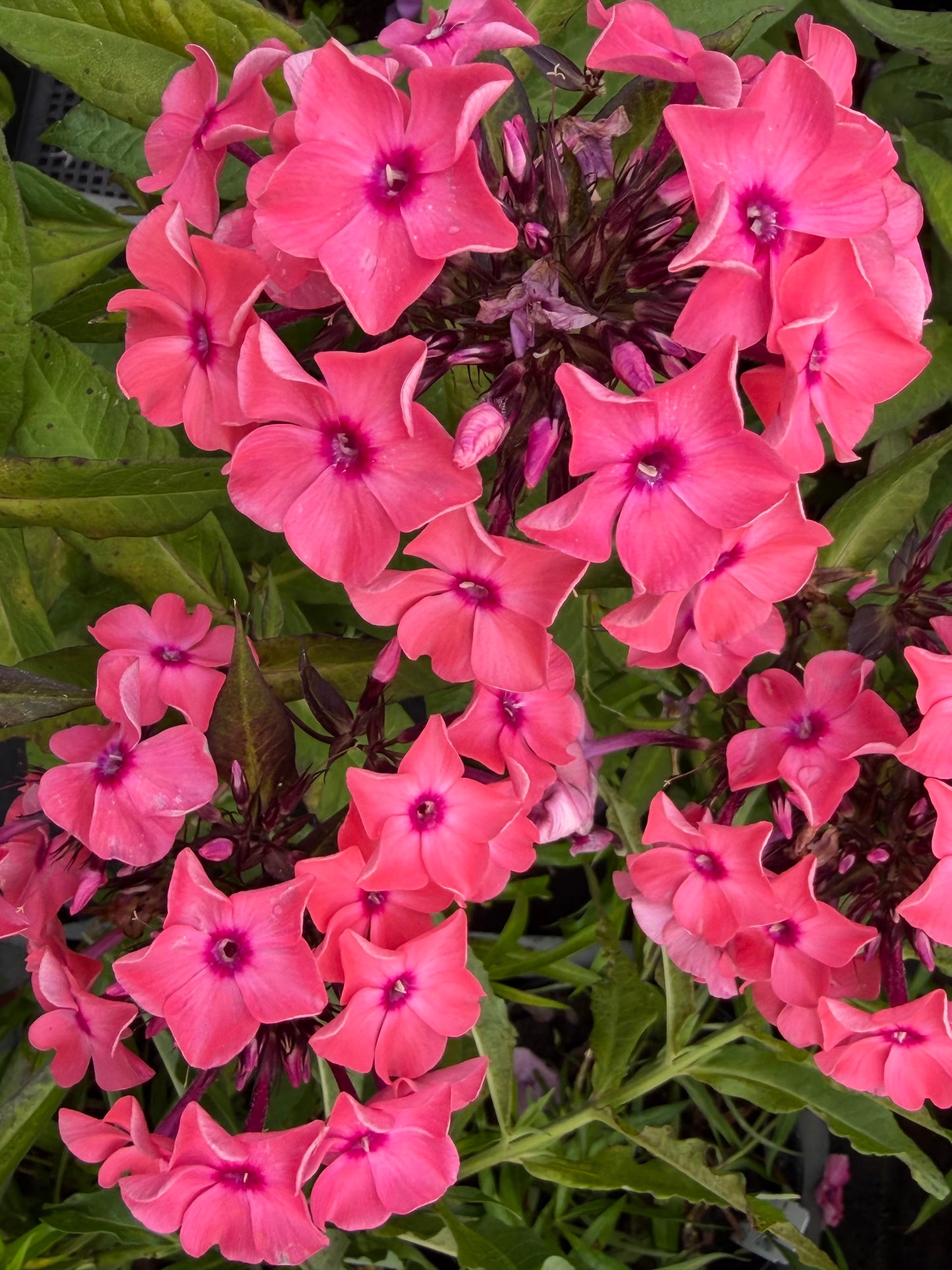 Phlox paniculata Candy Store® 'Coral Creme Drop'