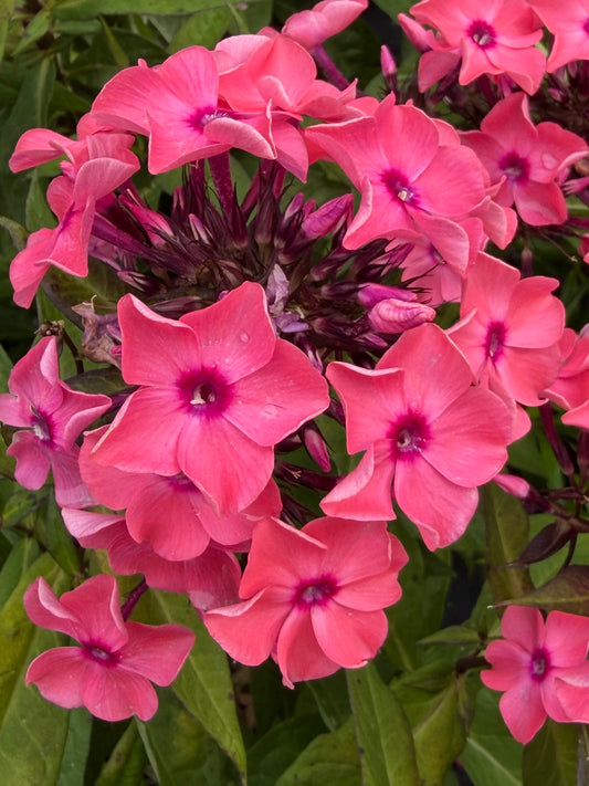 Phlox paniculata Candy Store® 'Coral Creme Drop'
