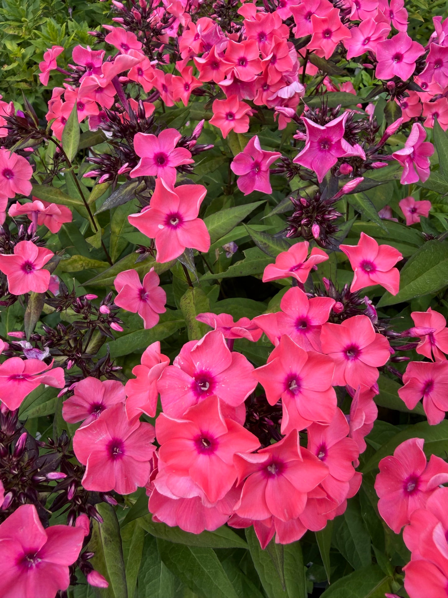 Phlox paniculata 'Super Ka-Pow Coral'