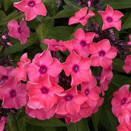 Phlox paniculata 'Super Ka-Pow Coral'