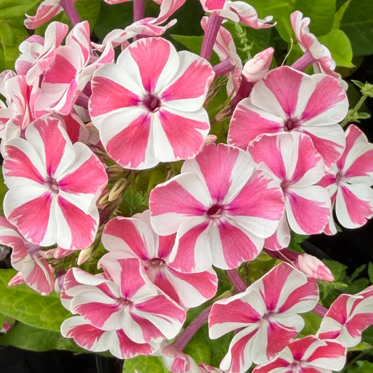 Phlox paniculata 'Peppermint Twist'