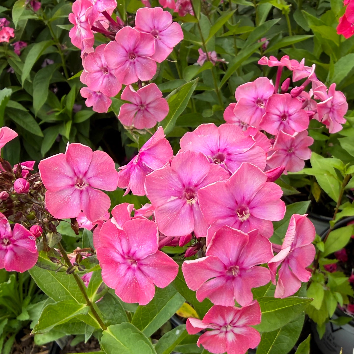 Phlox paniculata 'Pink Lightning'