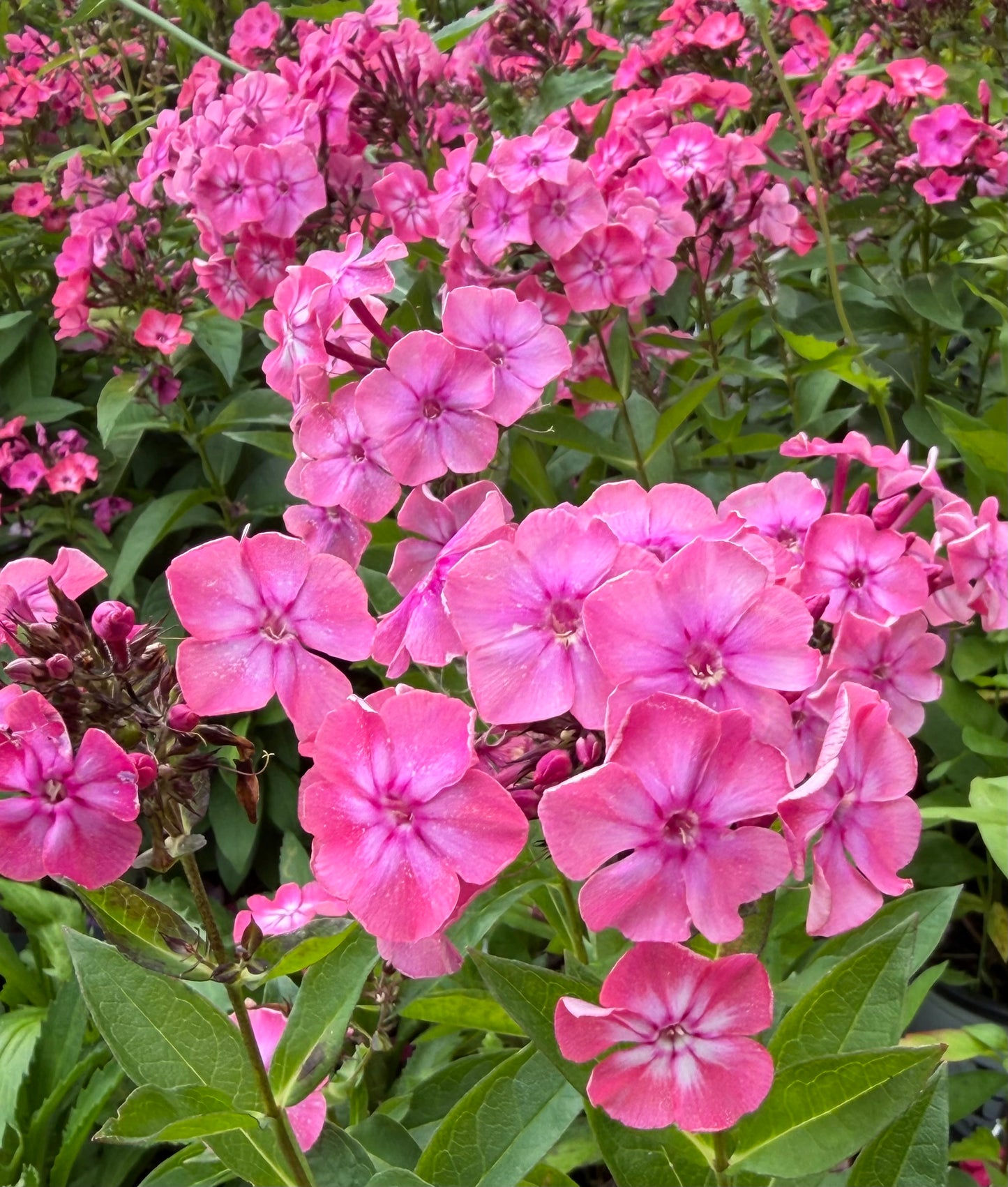 Phlox paniculata 'Pink Lightning'