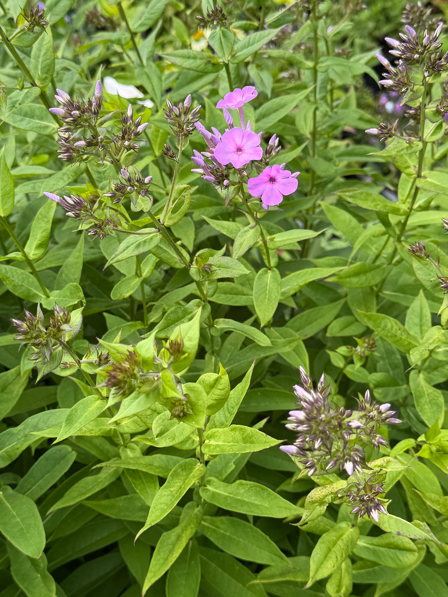 Phlox paniculata 'Eco Pastel Dream'