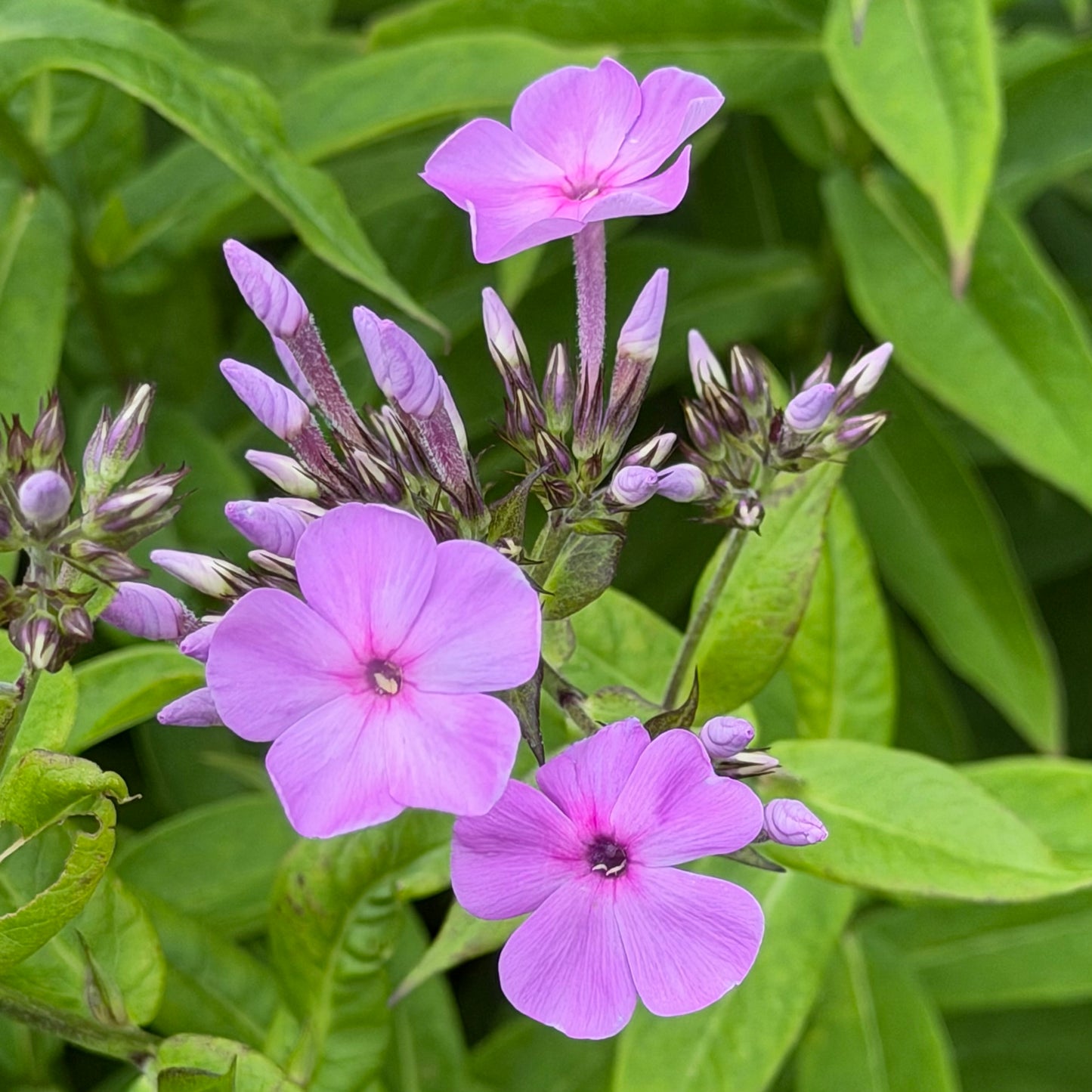 Phlox paniculata 'Eco Pastel Dream'
