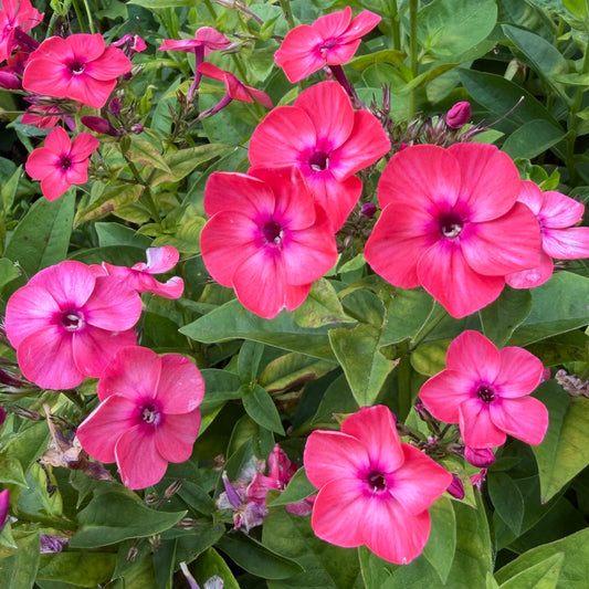 Phlox paniculata 'Flame™ Coral' (Dwarf Garden Phlox)