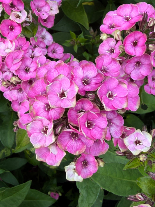 Phlox paniculata 'Aureole'