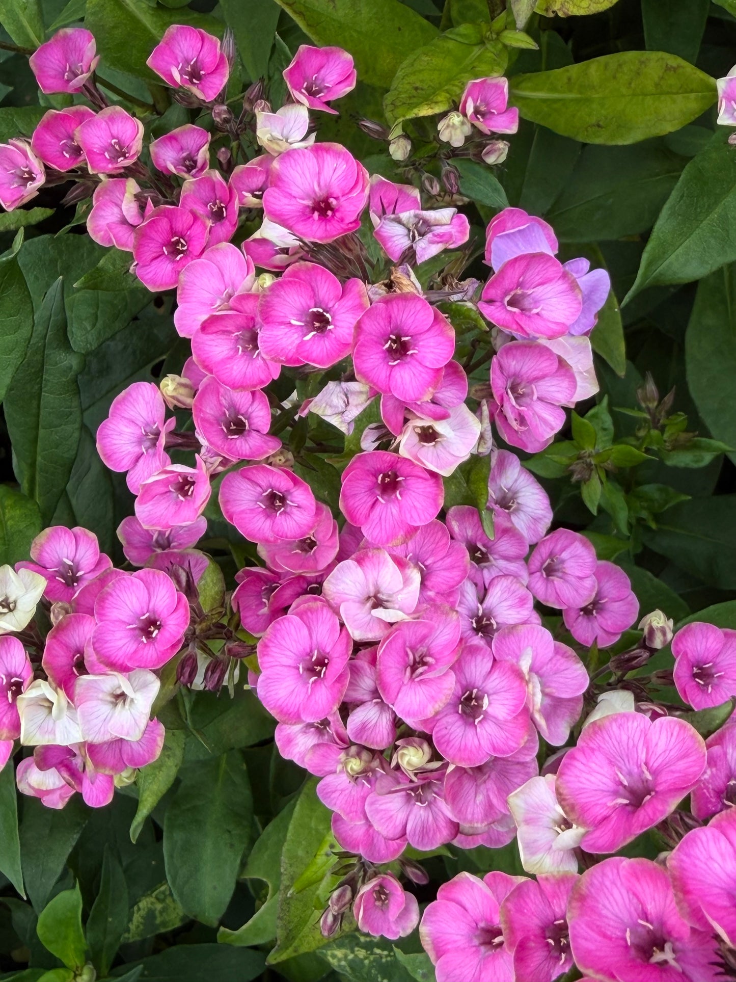 Phlox paniculata 'Aureole'