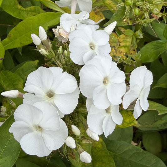 Phlox paniculata 'Danielle'
