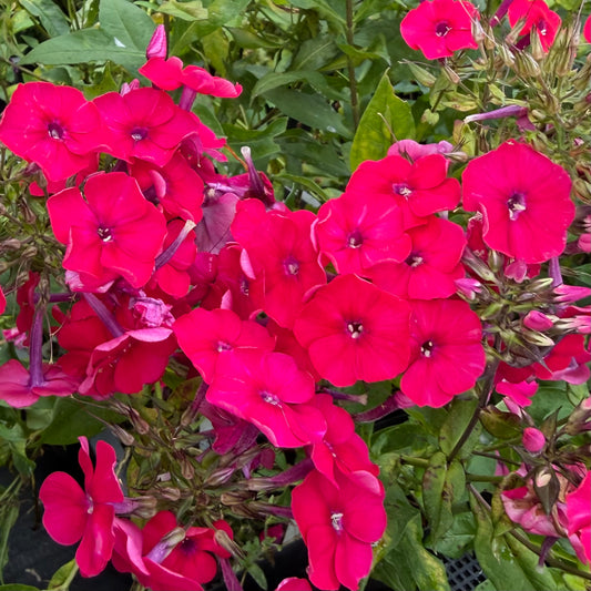 Phlox paniculata 'Red Riding Hood'