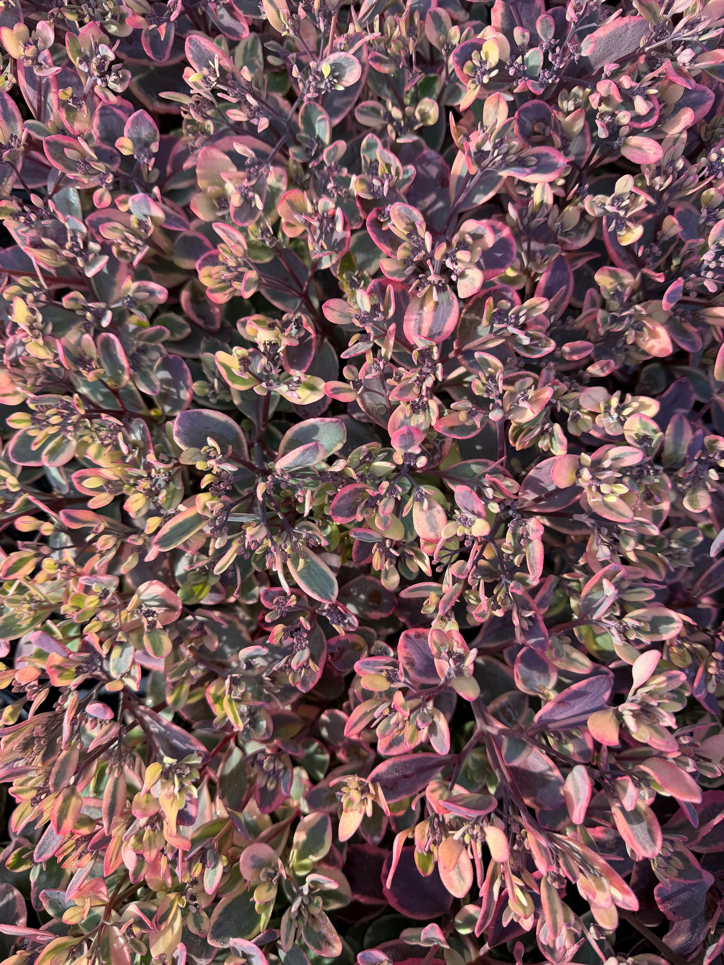 Sedum SunSparkler® 'Dazzling Dynamite'