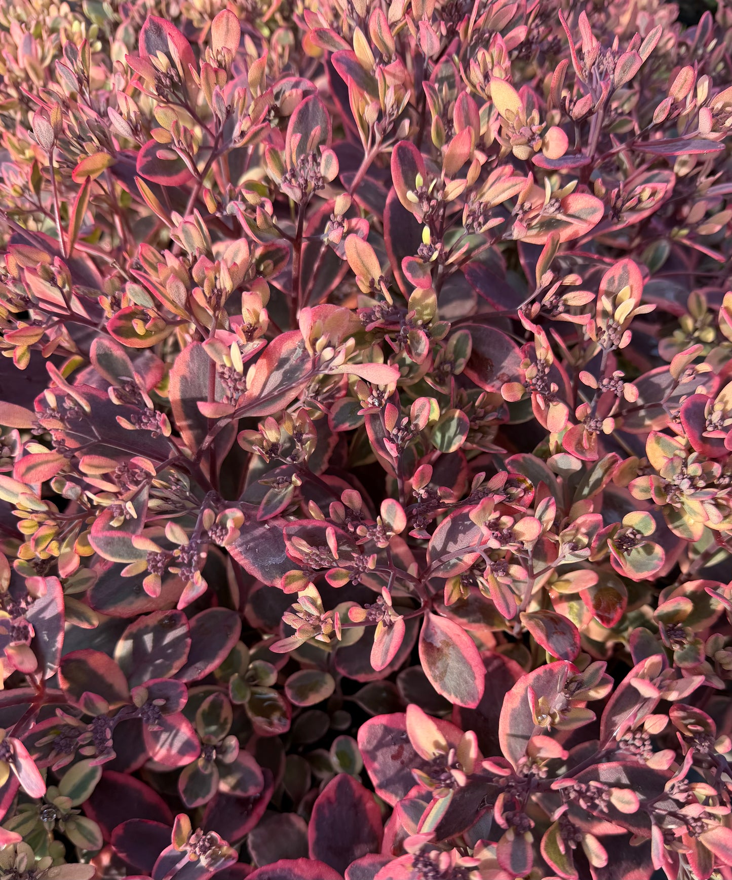 Sedum SunSparkler® 'Dazzling Dynamite'