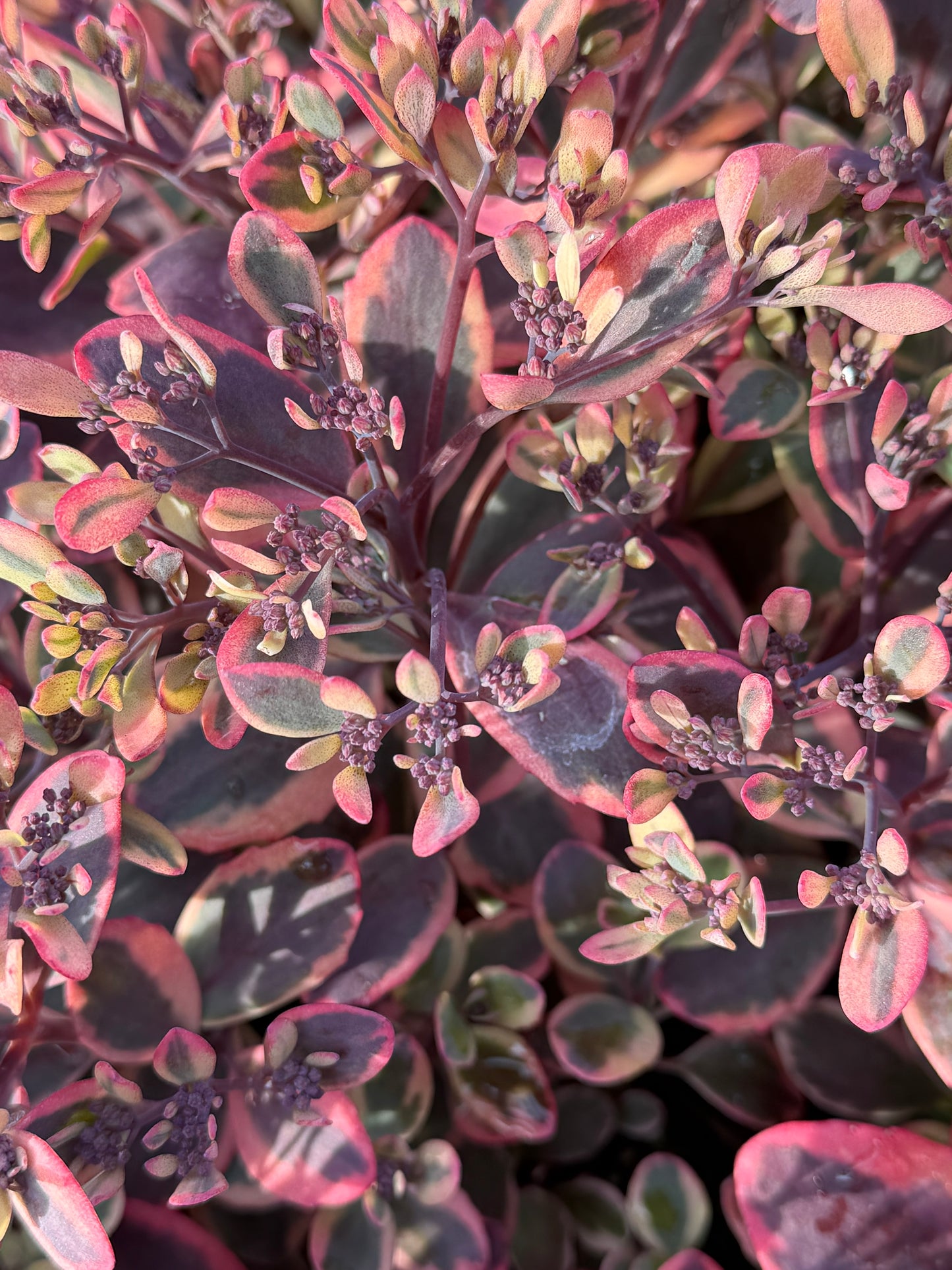 Sedum SunSparkler® 'Dazzling Dynamite'