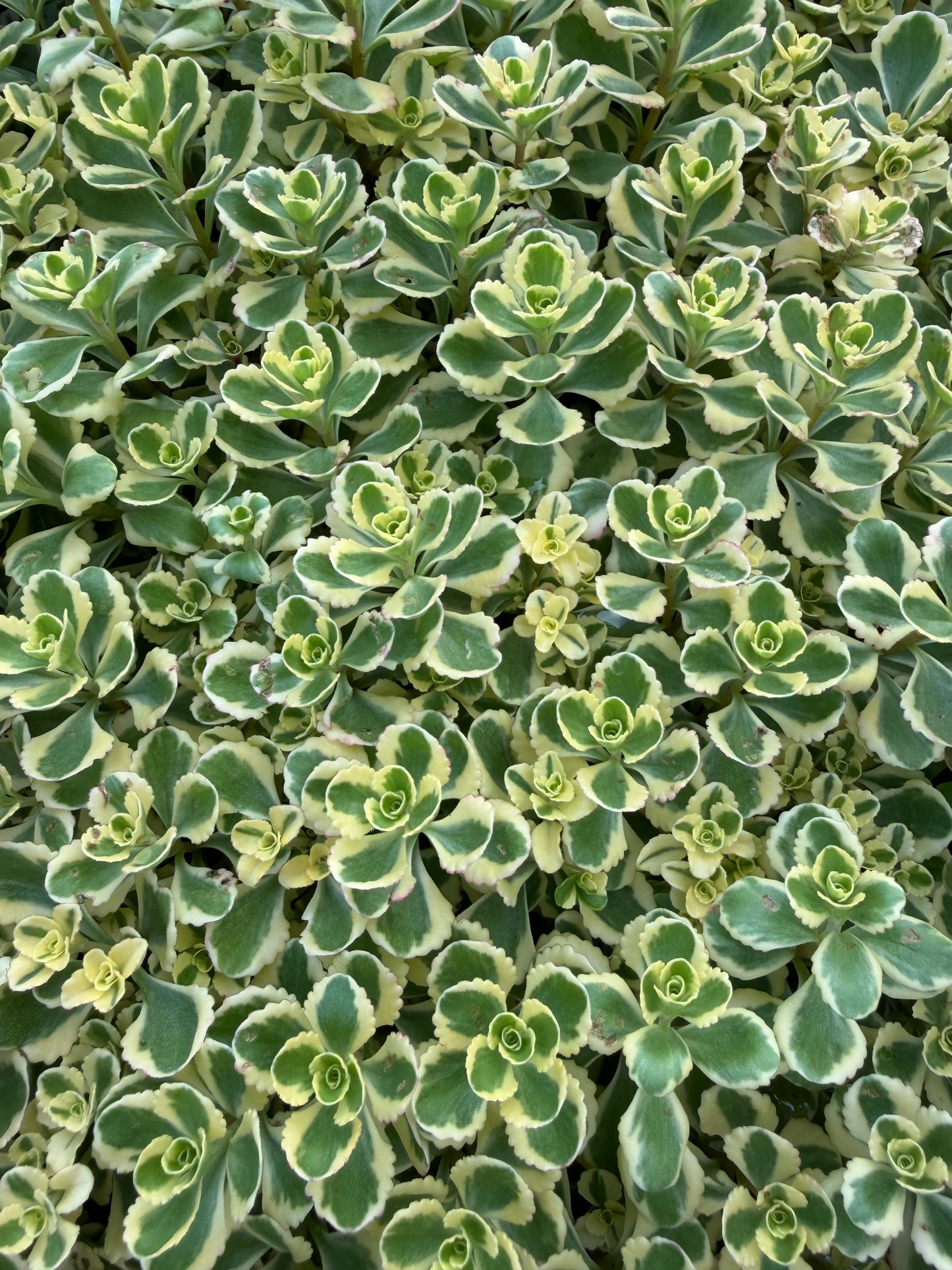 Sedum spurium 'What a Doozie'