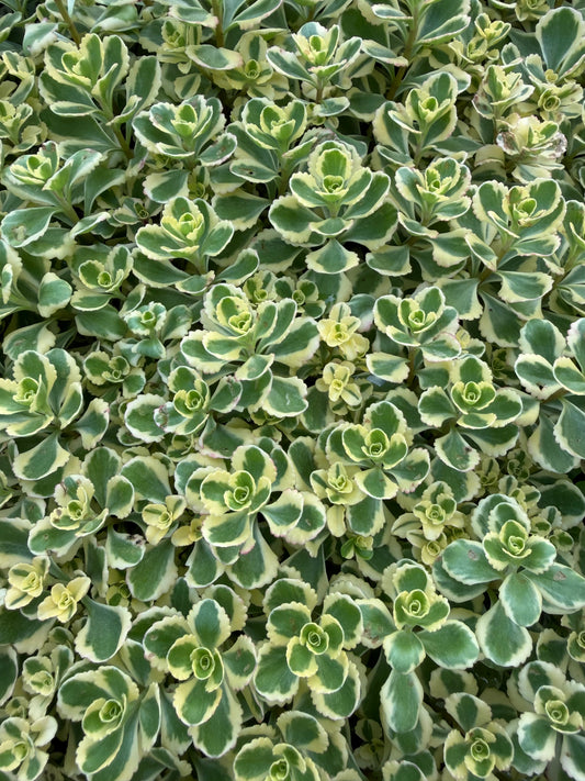 Sedum spurium 'What a Doozie'