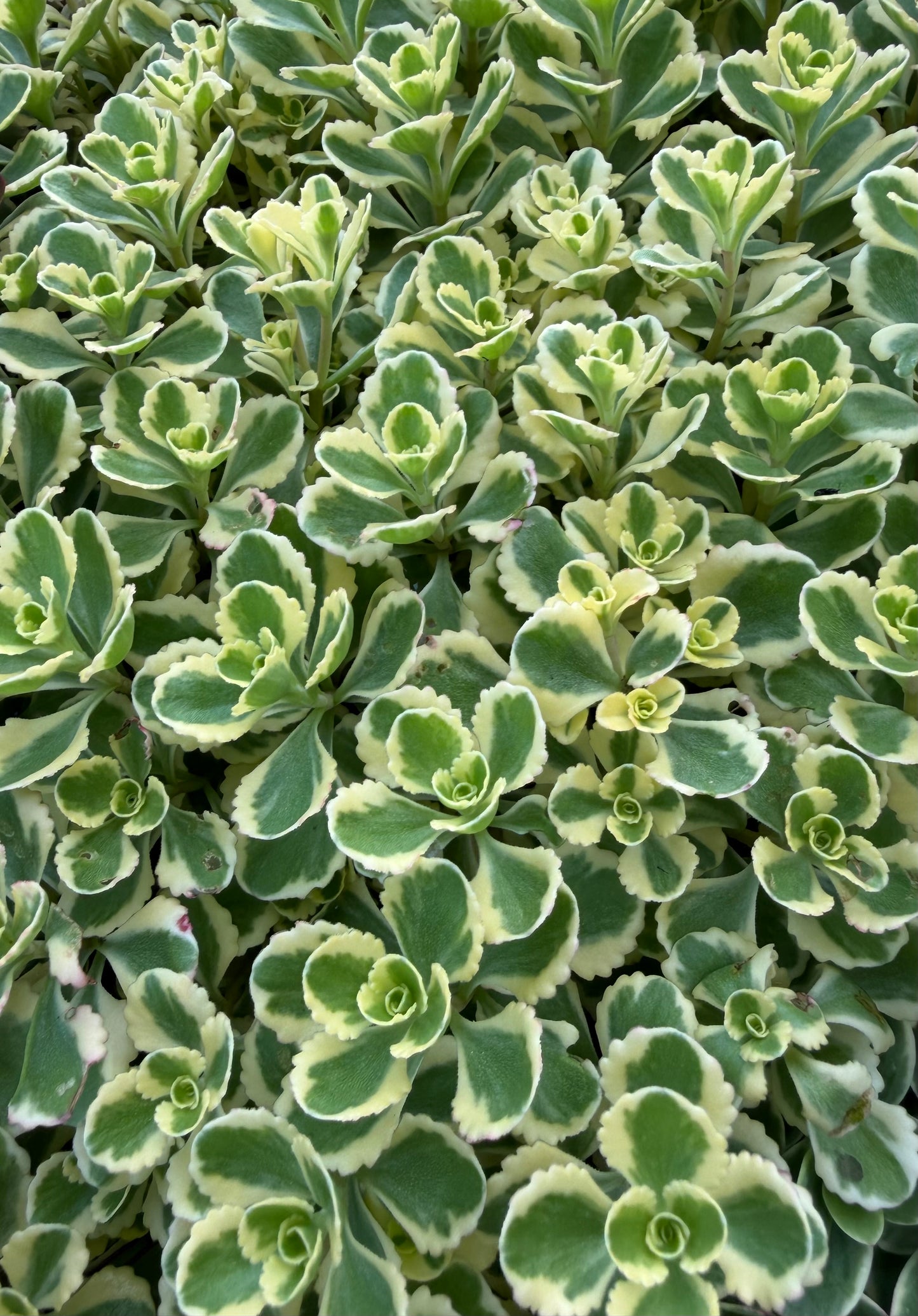 Sedum spurium 'What a Doozie'