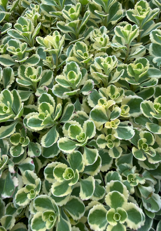 Sedum spurium 'What a Doozie'