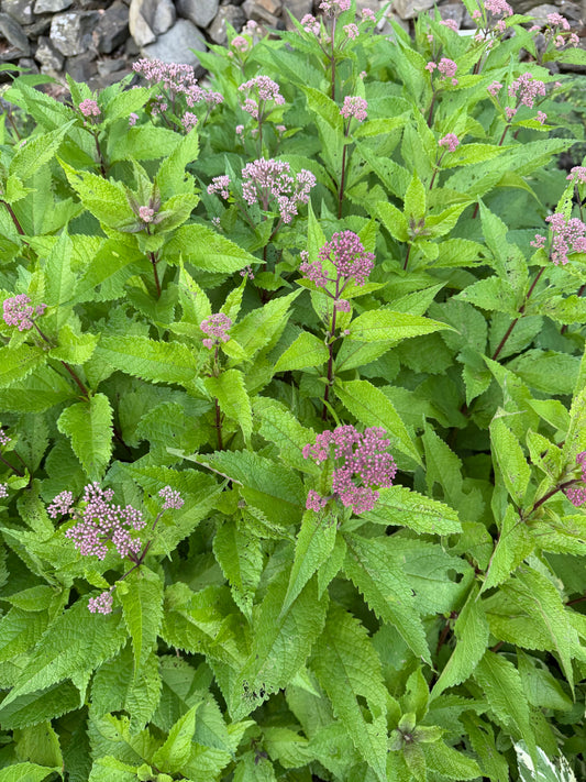 Eupatorium purpureum 'Euphoria™ Ruby' (Joe-Pye Weed)