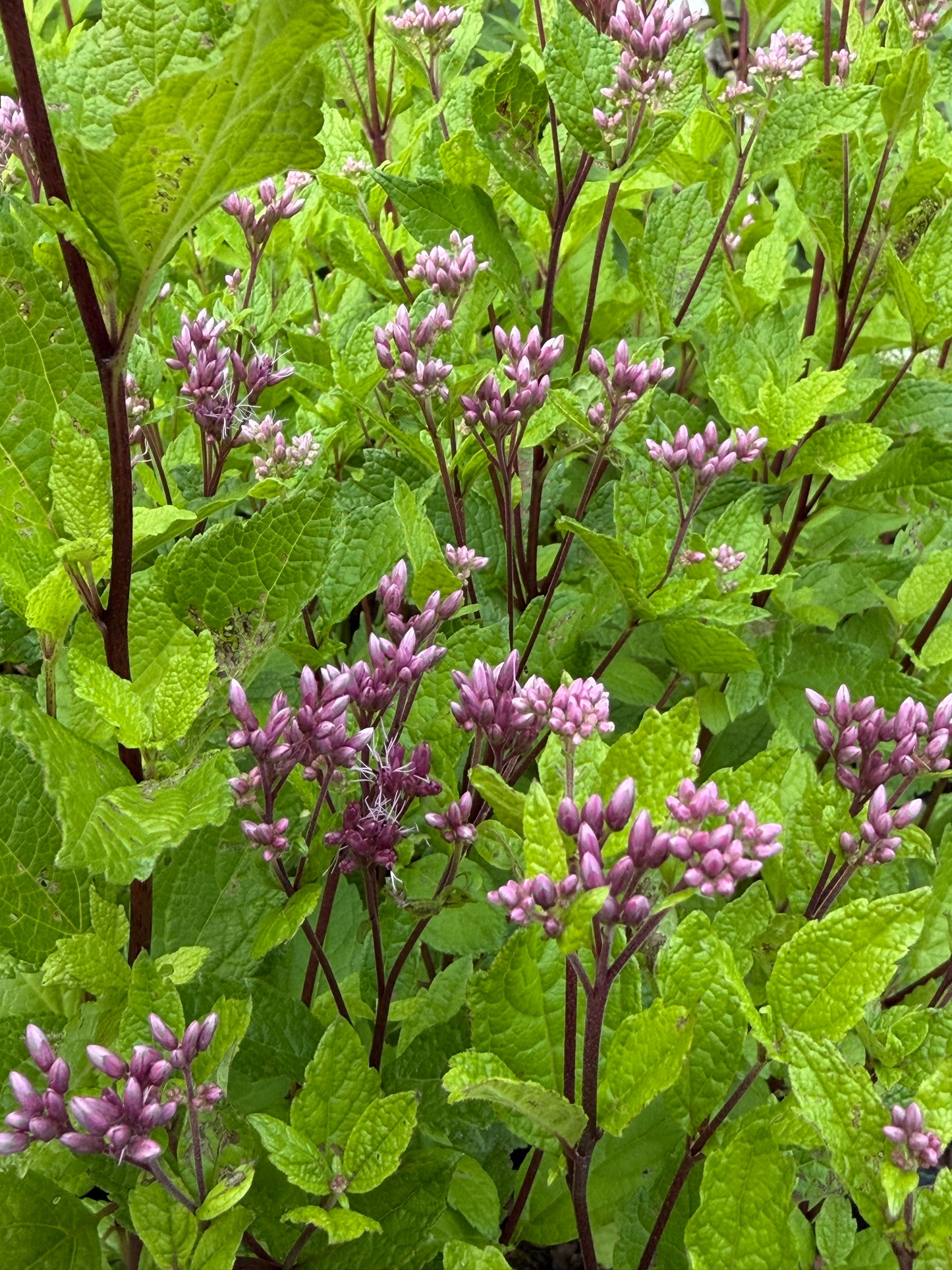 Eupatorium dubium 'Little Joe' (Joe-Pye Weed)