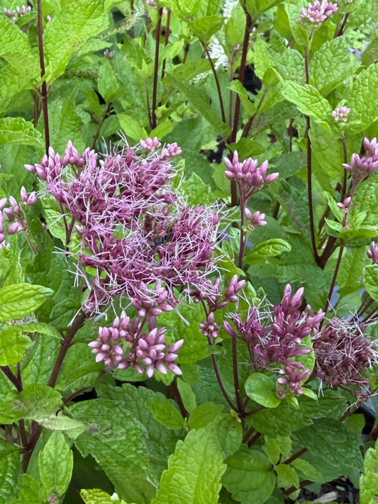 Eupatorium dubium 'Little Joe' (Joe-Pye Weed)