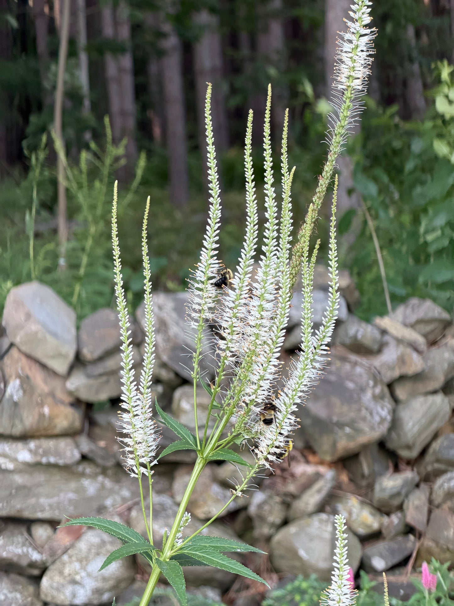 Veronicastrum virginicum  (Culver's Root)