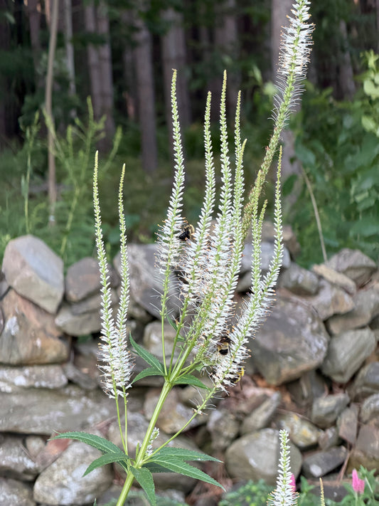 Veronicastrum virginicum  (Culver's Root)