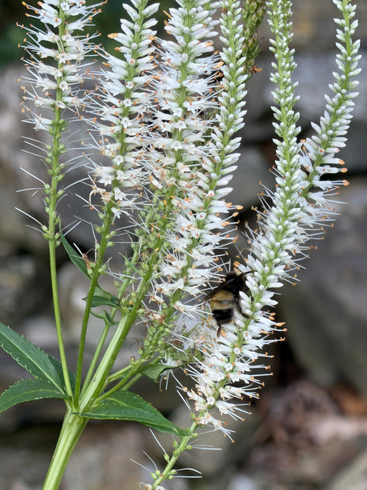 Veronicastrum virginicum  (Culver's Root)