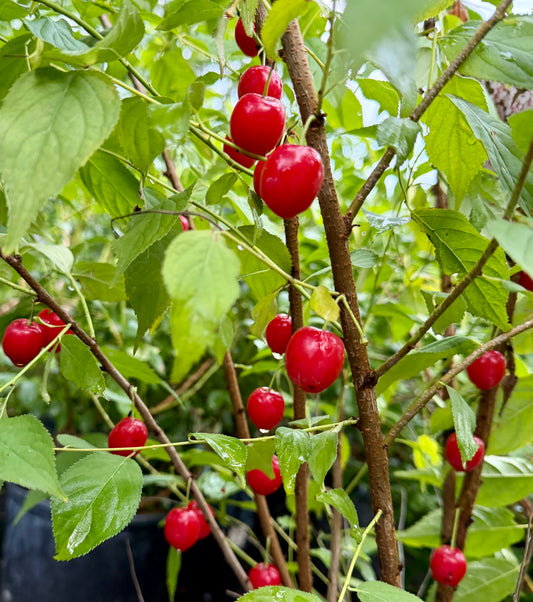 Prunus x Easy as Pie® (Bush Cherry)