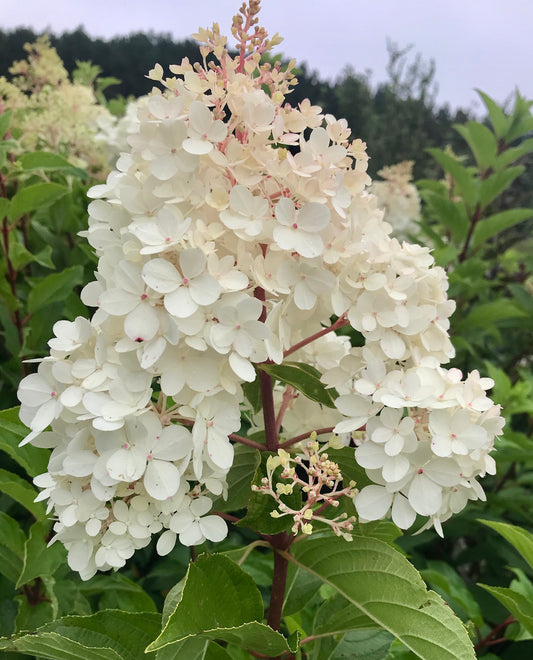 Hydrangea paniculata 'Vanilla Strawberry' - (Shrub)