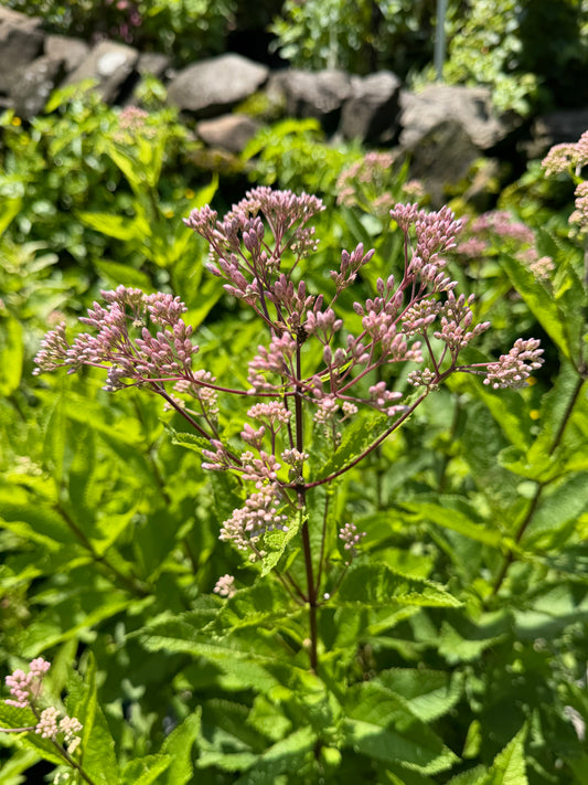 Eupatorium maculatum 'Phantom' (Joe-Pye Weed)