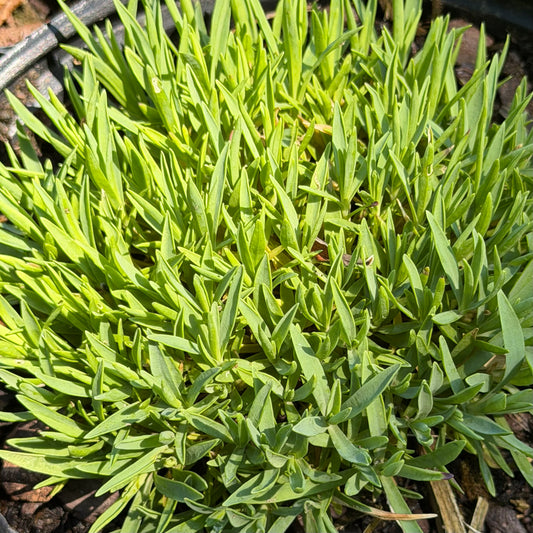 Dianthus gratianopolitanus 'Tiny Rubies'