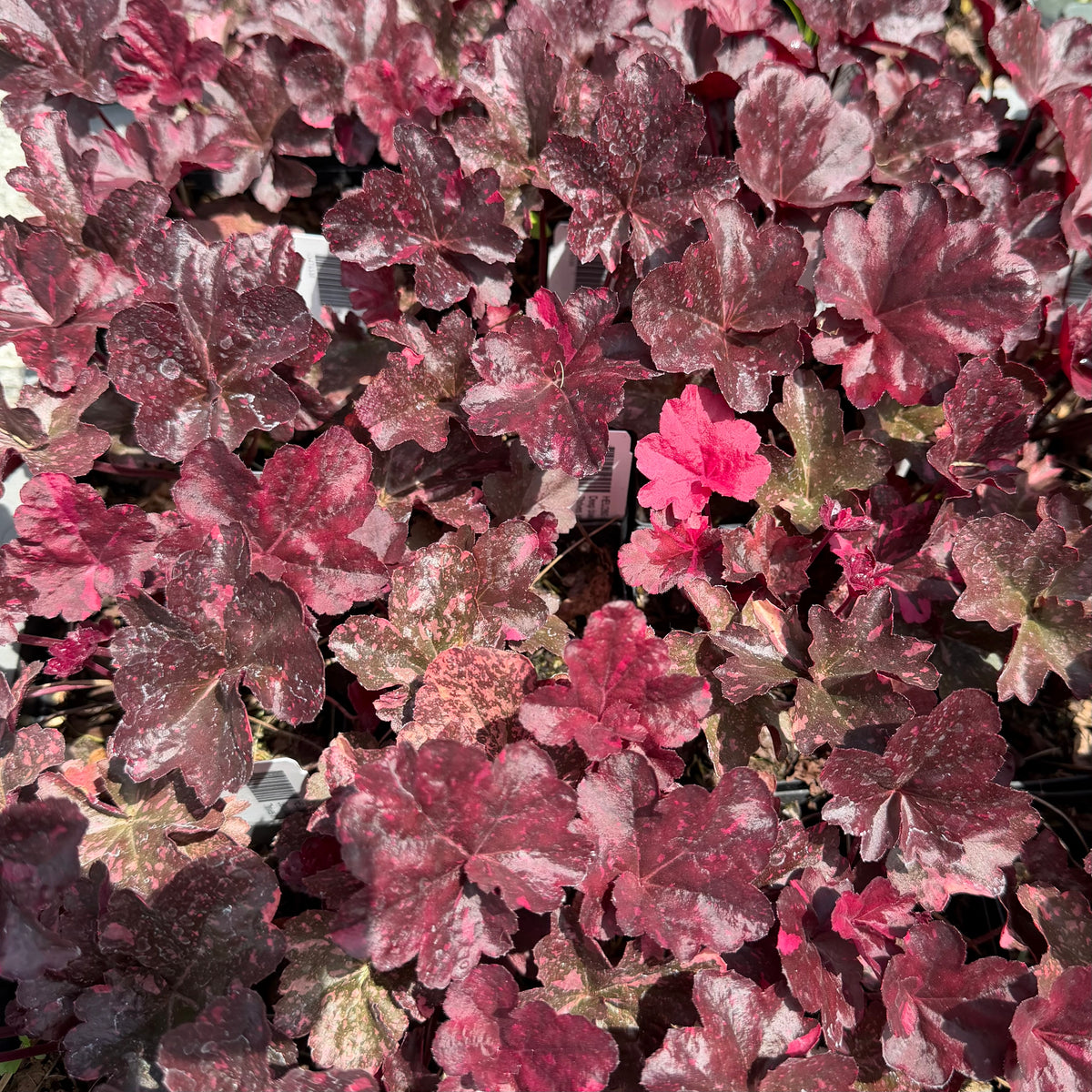 Heuchera x 'Midnight Rose' (Coral Bells)