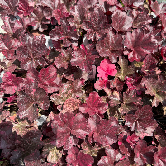 Heuchera x 'Midnight Rose' (Coral Bells)