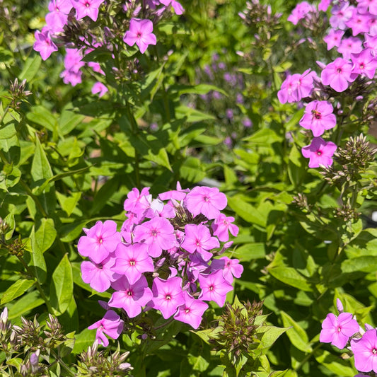 Phlox paniculata 'Eco Pastel Dream'