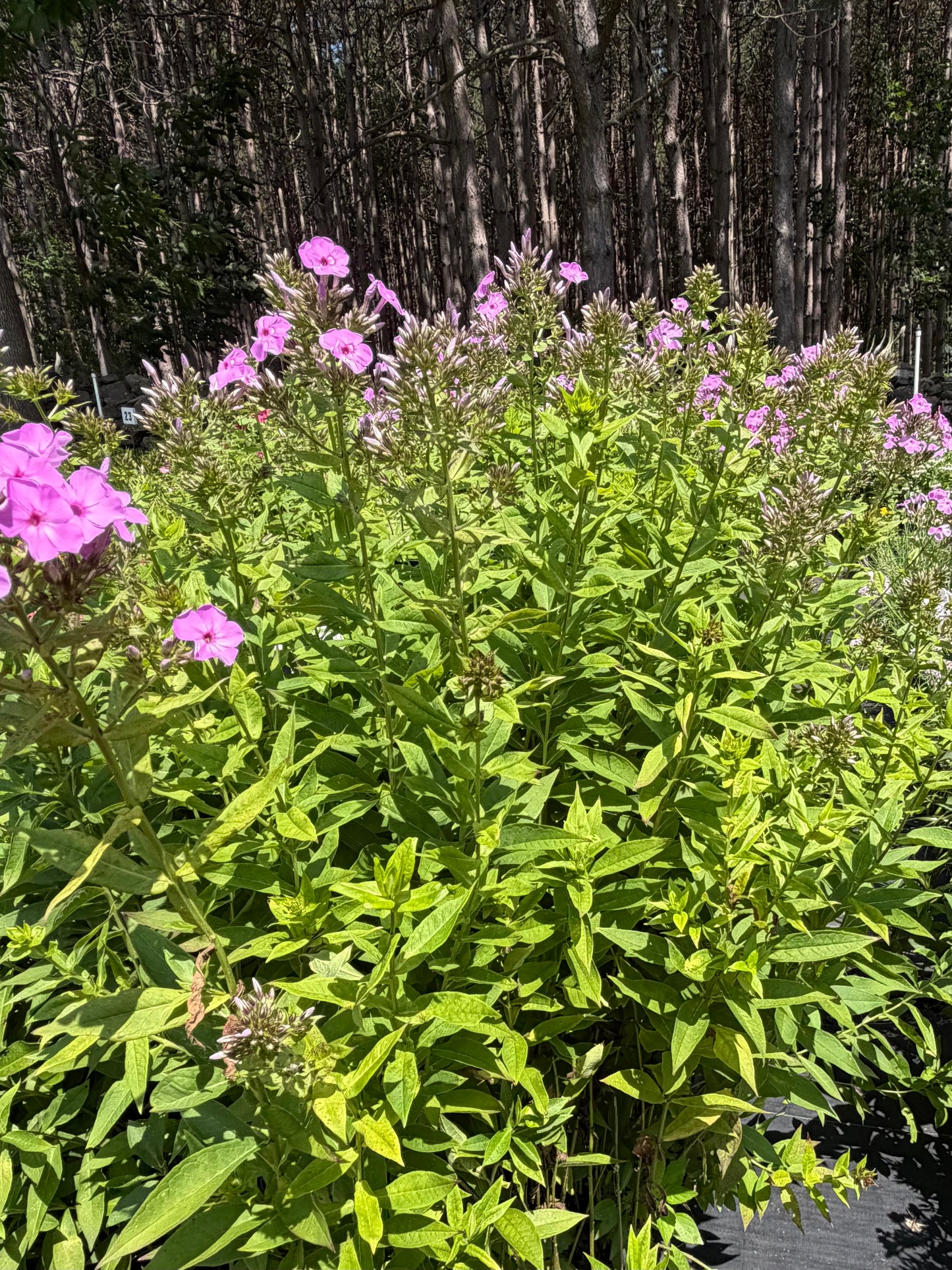 Phlox paniculata 'Eco Pastel Dream'