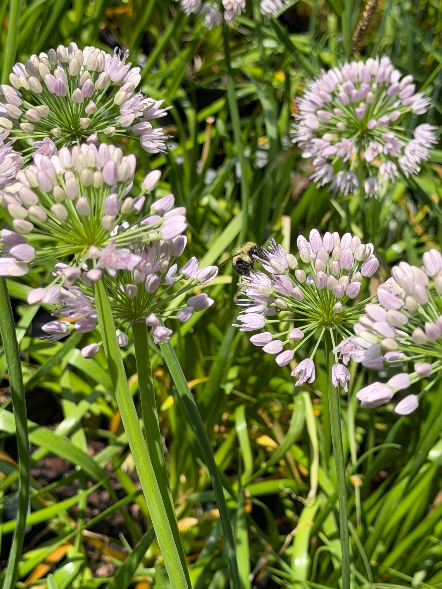 Allium 'Big Beauty' (Ornamental Onion)