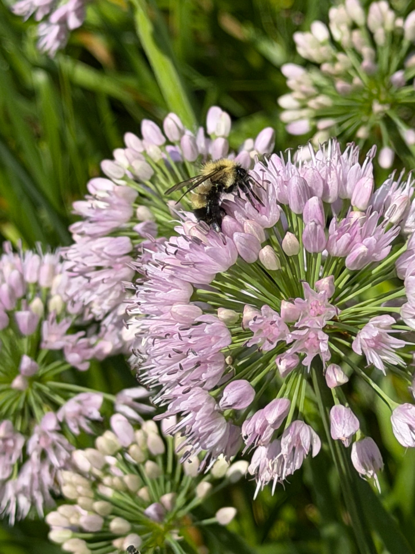 Allium 'Big Beauty' (Ornamental Onion)