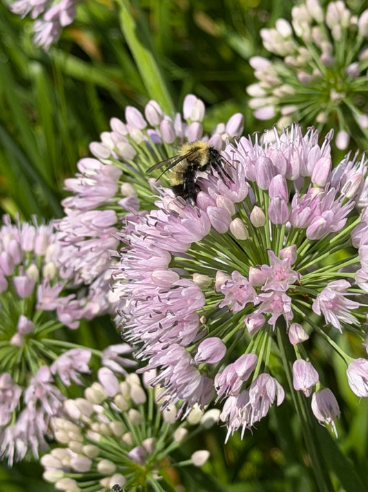 Allium 'Big Beauty' (Ornamental Onion)