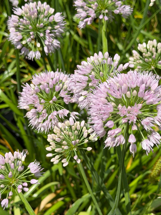 Allium 'Big Beauty' (Ornamental Onion)