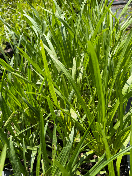 Liatris spicata 'Alba' (Gayfeather)(Blazing Star)