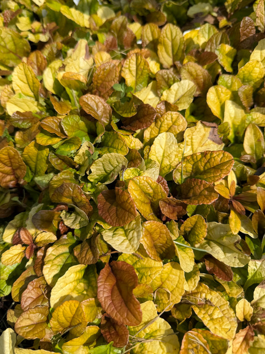 Ajuga reptans Feathered Friends 'Parrot Paradise'